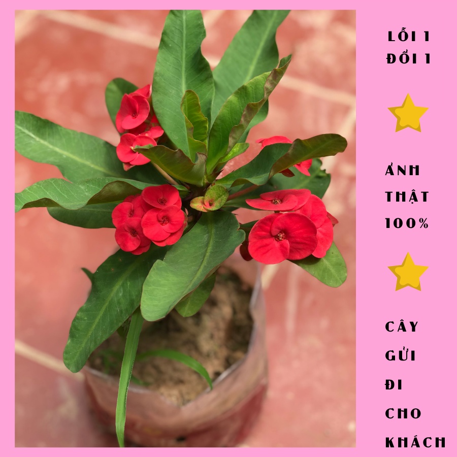 Cây xương rồng bát tiên đỏ cao 30cm đang nụ hoa