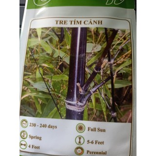 Hạt giống tre tím cảnh