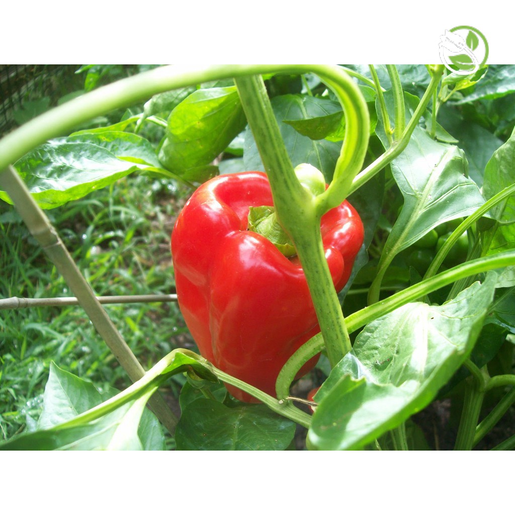 Hạt giống Ớt Ngọt F1 - Ớt Cali OP  Phú Nông - Gói 0.1g - 0.2g- Sweet Pepper F1 Hybrid