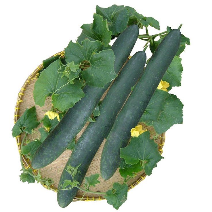 Hạt_Giống_Bí_Đao_Xanh