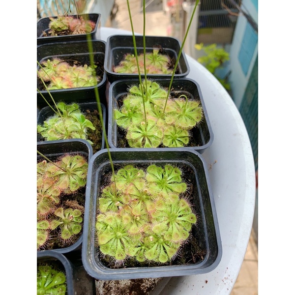 Cây Bắt Mồi Gọng Vó Bèo Đất Burmanii