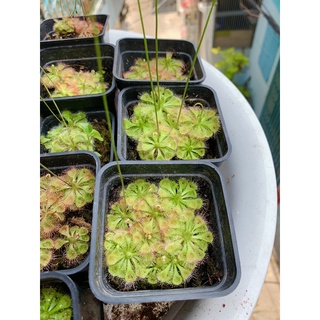 Cây Bắt Mồi Gọng Vó Bèo Đất Burmanii