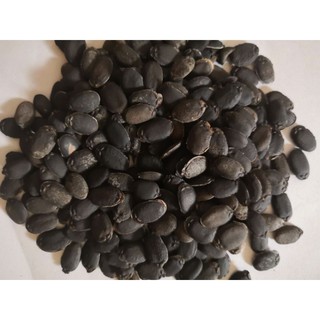 300 hạt giống mướp hương