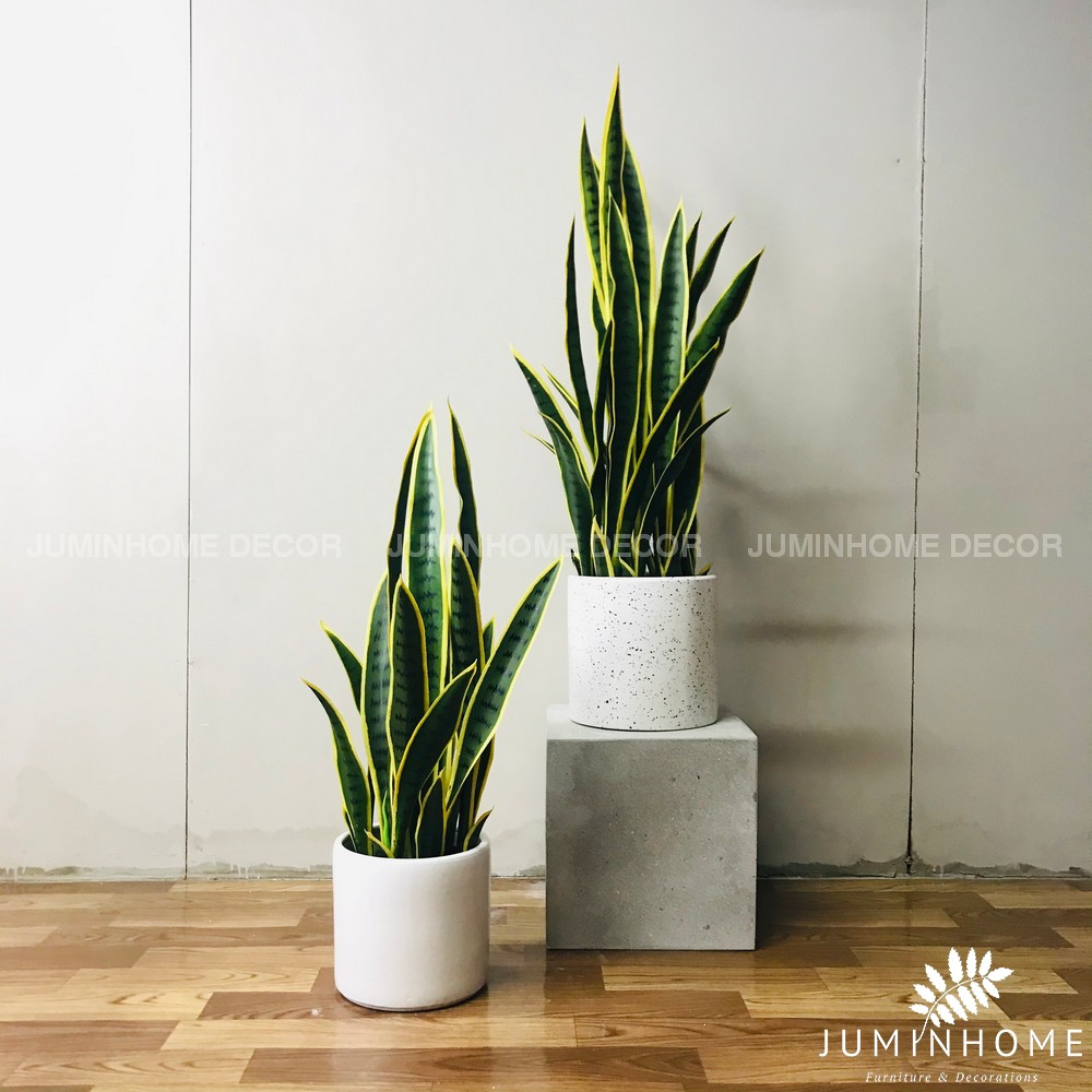 Cây giả, Cây lưỡi hổ giả - Cây giả decor trang trí nhà cửa nội thất phòng khách phòng ngủ