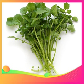 Gói 1g hạt giống rau xà lách xoong UY TÍN, GIÁ RẺ, CHẤT LƯỢNG BÀ CON AN TÂM ƯƠM MẦM