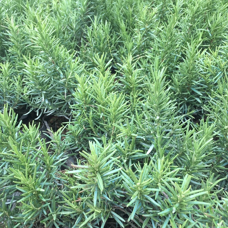 Cây Hương Thảo(Rosemary) Tán Xum,Cao,Hương Thơm Dễ Chịu,Xua Đuổi Côn Trùng (ẢNH THẬT)