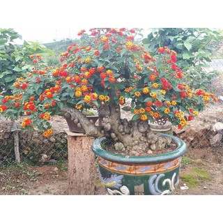 Hạt giống cúc ngũ sắc thân gỗ 30 hạt