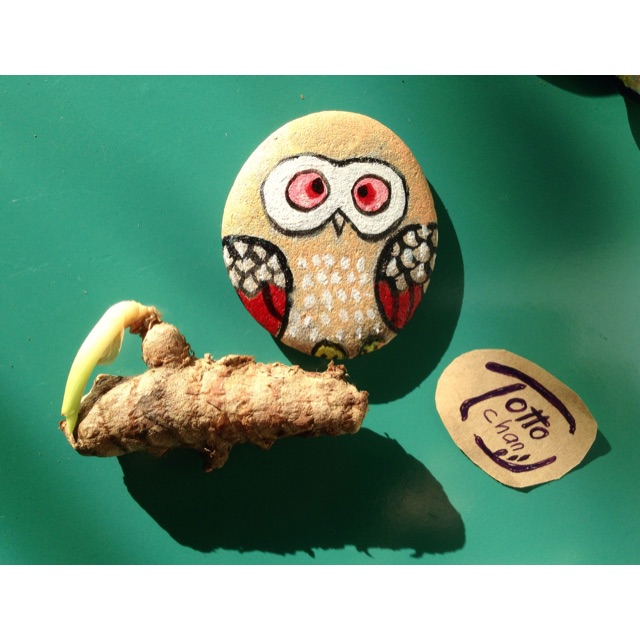 Cú vẽ trên sỏi