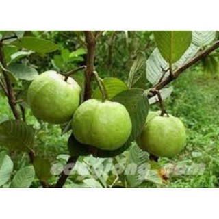 Cây giống Ổi nữ hoàng