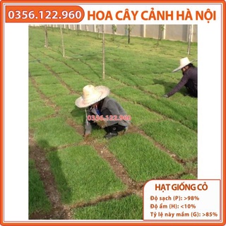 Hạt giống cỏ thảm Bermuda hay cỏ gà- 500g