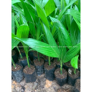 Cây giống cau lùn (ảnh thật tại vườn)