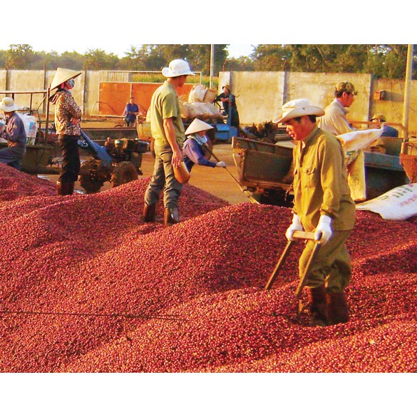 500gr Cafe sạch rang mộc xay sẵn.