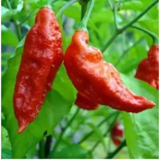 Hạt Giống Ớt - Ma Siêu Cay Brut Jolokia (Capsicum Chinense)