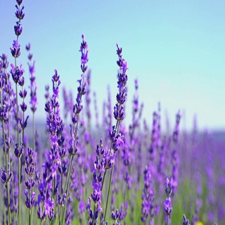 TINH DẦU OẢI HƯƠNG (Lavender Oil) 100ml