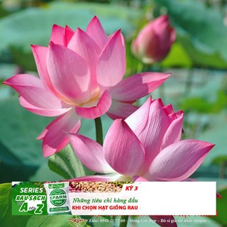 3d 10H - HẠT GIỐNG SEN TA( SEN HỒNG VN)