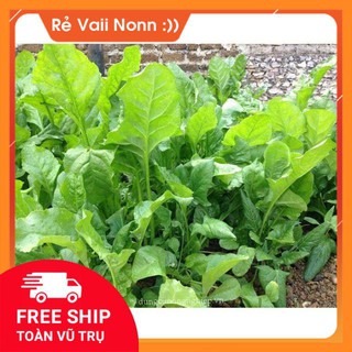 FLASH SALE cải bó xôi chịu nhiệt