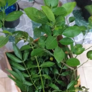 Cây cóc thái mới về, cây đẹp