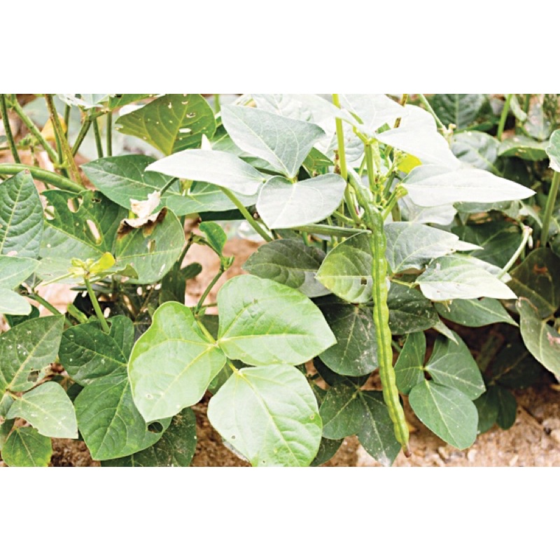Đậu Trắng Mắt Cua 1kg