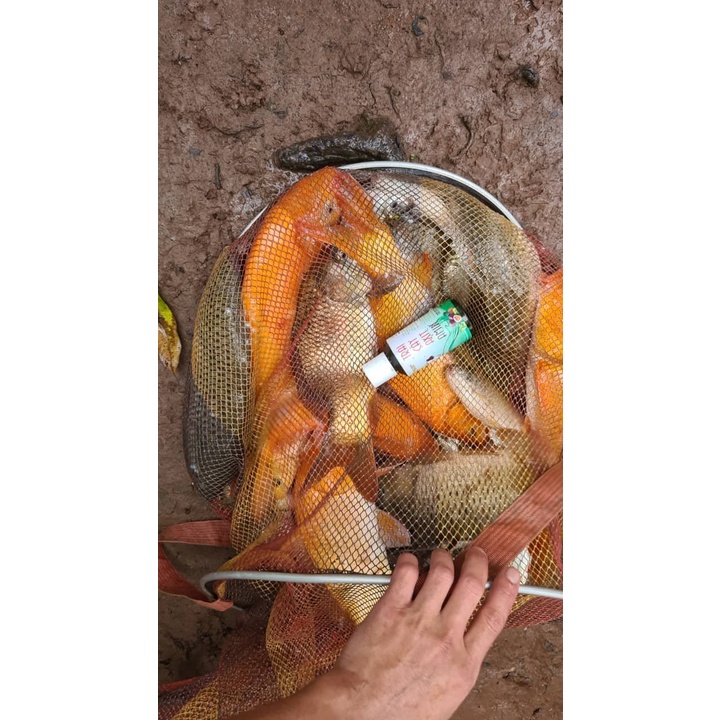 Trái Cây Axit Amin  - mồi câu cá