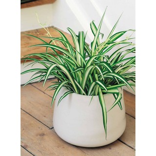 Cỏ lan chi - Cây dây nhện để bàn (Spide plant) giúp thanh lọc không khí, giảm căng thẳng - Có ảnh thật