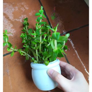 Cây thủy sinh Lệ Nhi 15-20 ngọn (Ảnh thật của sản phẩm)