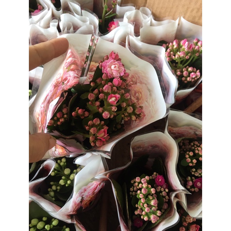 Sống đời kép siêu đẹp