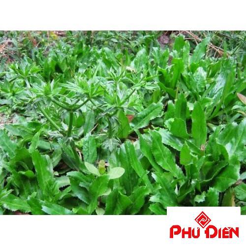 Hạt giống rau mùi tàu ( rau ngò gai) PHÚ ĐIỀN
