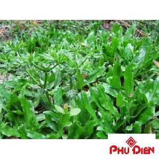 Hạt giống rau mùi tàu ( rau ngò gai)  PHÚ ĐIỀN