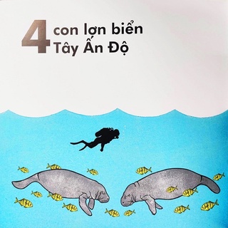 Sách-Cá voi dài bao nhiêu?