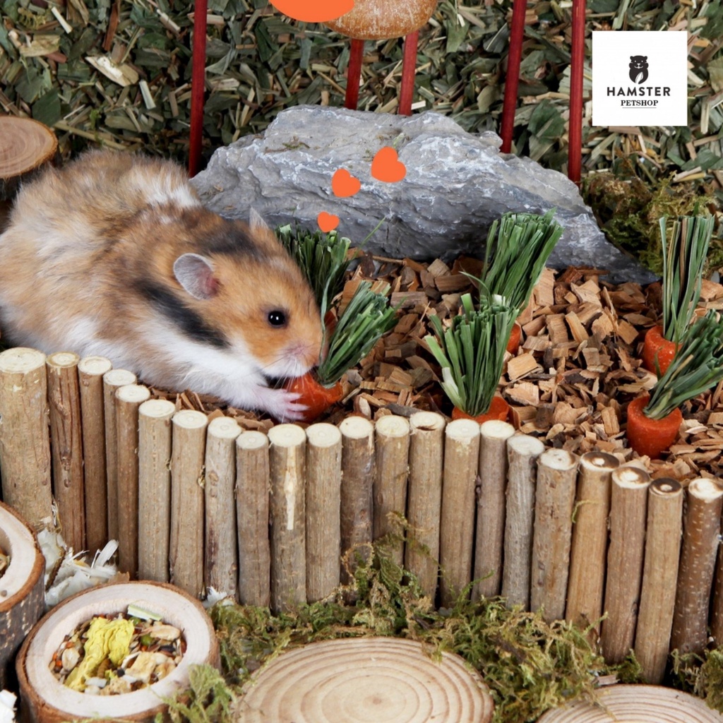 Cà rốt mini cho hamster , sóc, nhím