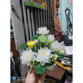 Chậu Sen Trắng thành phẩm 25-30cm