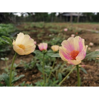 3 cành sam đơn vàng mơ sọc tím nhạt