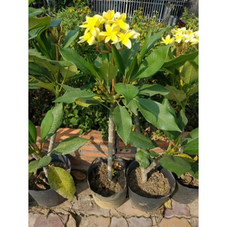 sứ đại vàng thơm giống mới