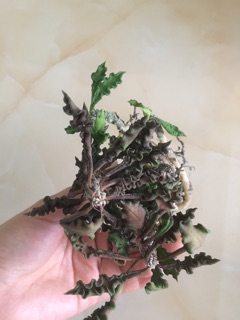 Cây Euphorbia decaryi (nhân sâm) đẹp lạ, dễ chăm