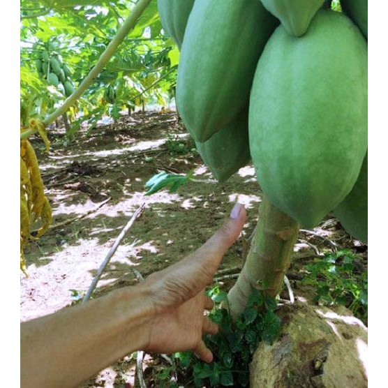 Hạt giống đu đủ lùn Thái Lan ruột gấc  siêu quả 10 hạt/gói