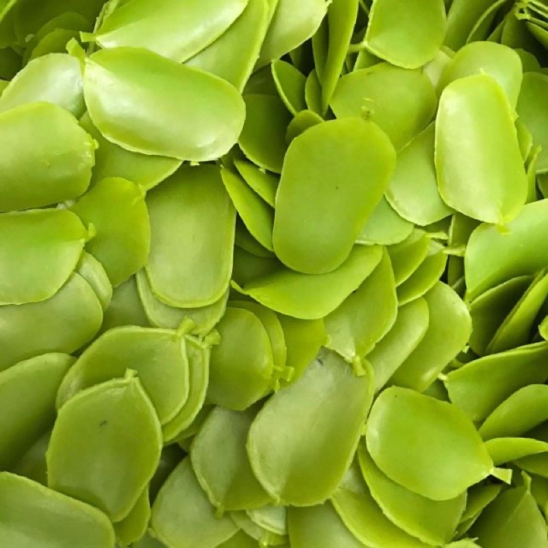 1kg vảy rồng, phượng nhựa làm tráp