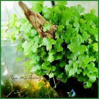 Cây Rau Má Hương Thuỷ Sinh - Trải Nền Cực Đẹp