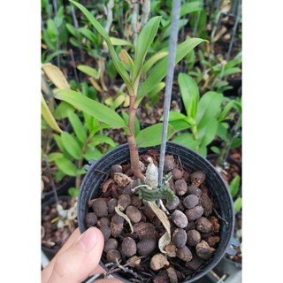 [ HOT HOT ] 1kie giống giả hạc xuân nù taly  ( kie rời không bao gồm chậu)