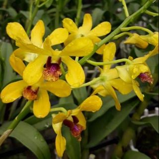 Hoa lan Denro Pensoda hoa thơm