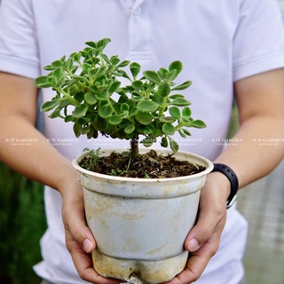 Cây Sen Thơm Dáng Tree Bonsai JUN GARDEN