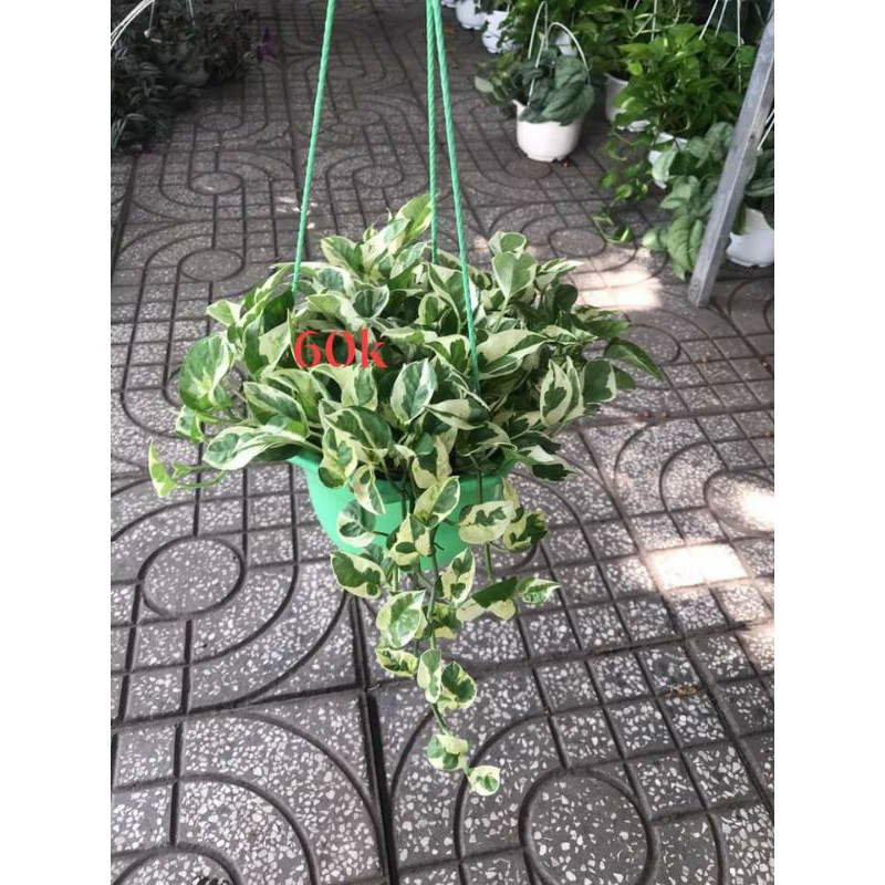 Cây 🌲 TRẦU BÀ CẨM THACH treo