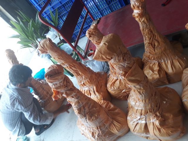 Cây dừa vàng