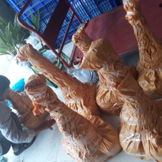 cây dừa vàng (dừa tam quan)