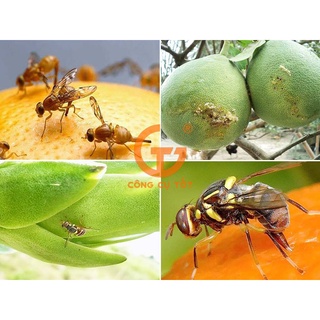 set 10 Ống chất dẫn dụ ruồi vàng đục trái 2ml