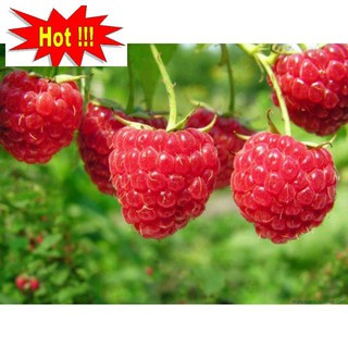 Hạt Giống Quả Mâm Xôi Đỏ Gói 20 hạt