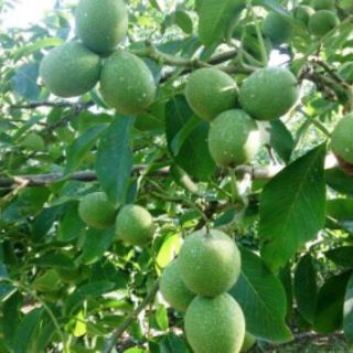 CÂY GIỐNG ÓC CHÓ.
