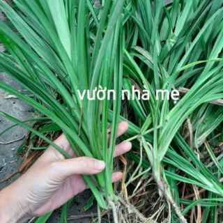 combo 5 cây lá dứa ( lá nếp ) link rễ trần