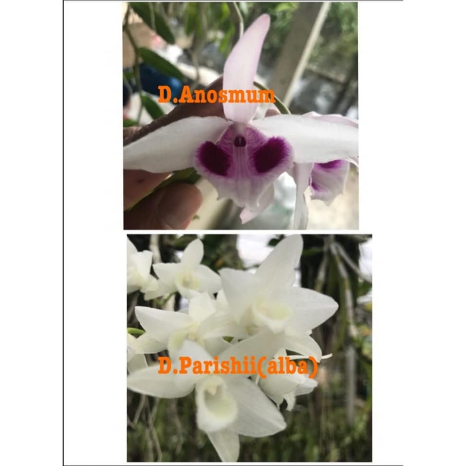 [FREESHIP TỪ 50K] Trầm lai phi điệp cốc giông