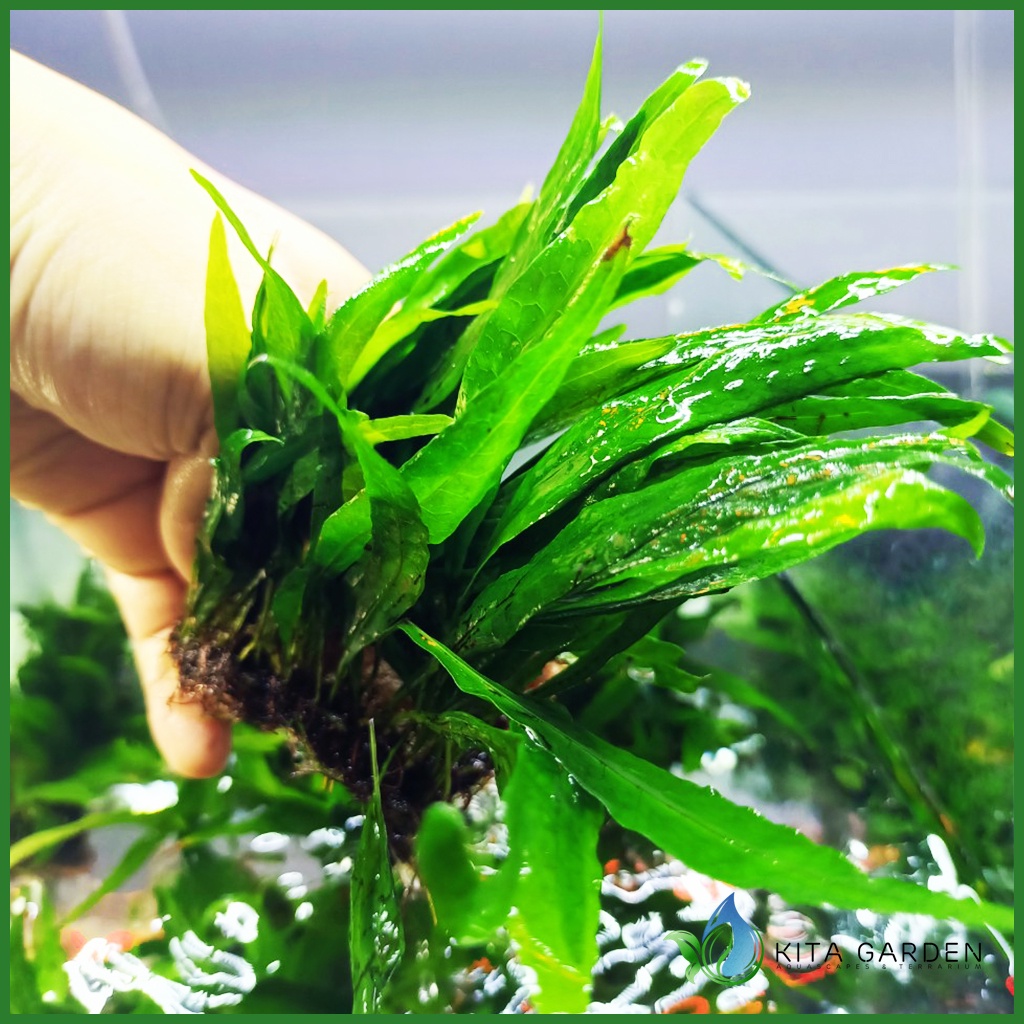 Dương Xỉ Lá Hẹp