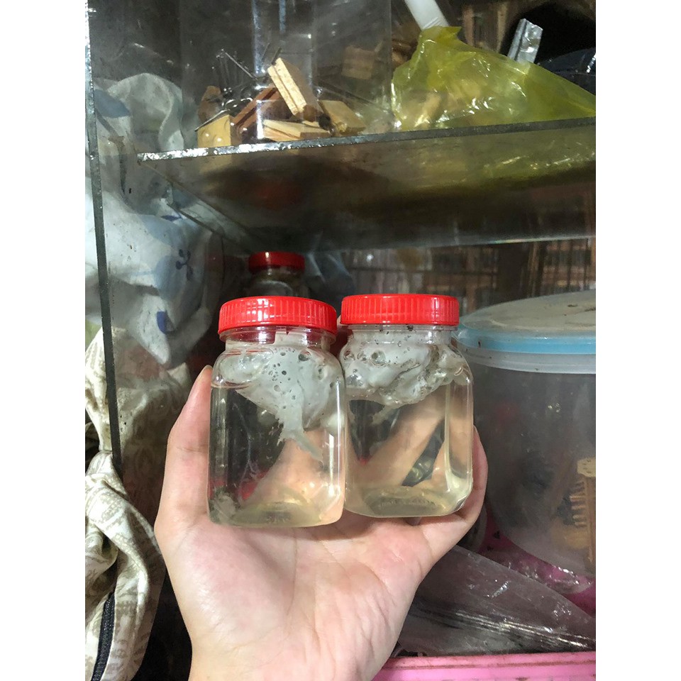 KEO BẪY CHIM NƯỚC (NHỎ)
